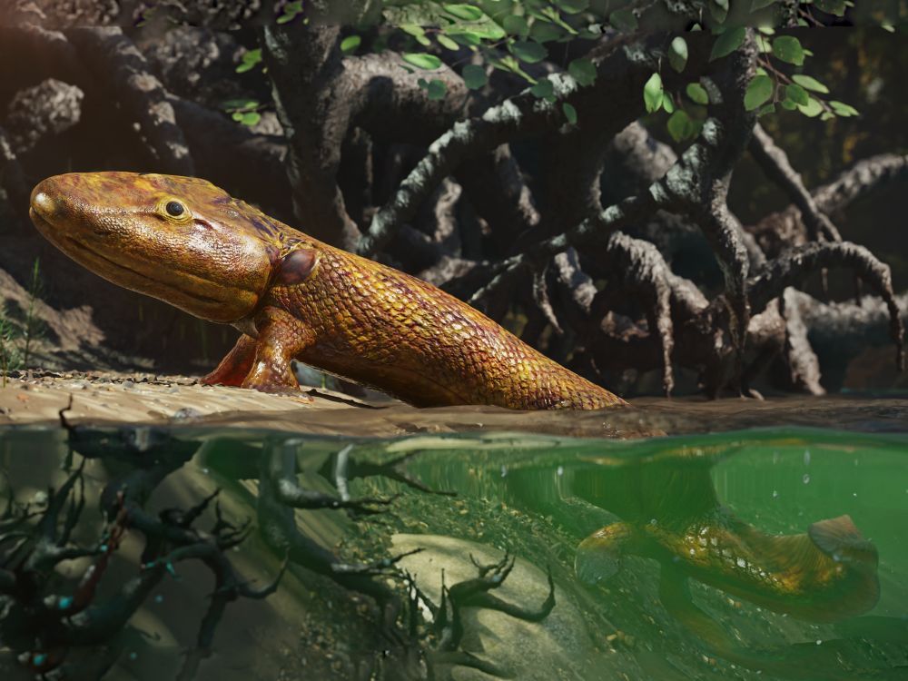 Tiktaalik zobrazený na pomezi vody a souše.